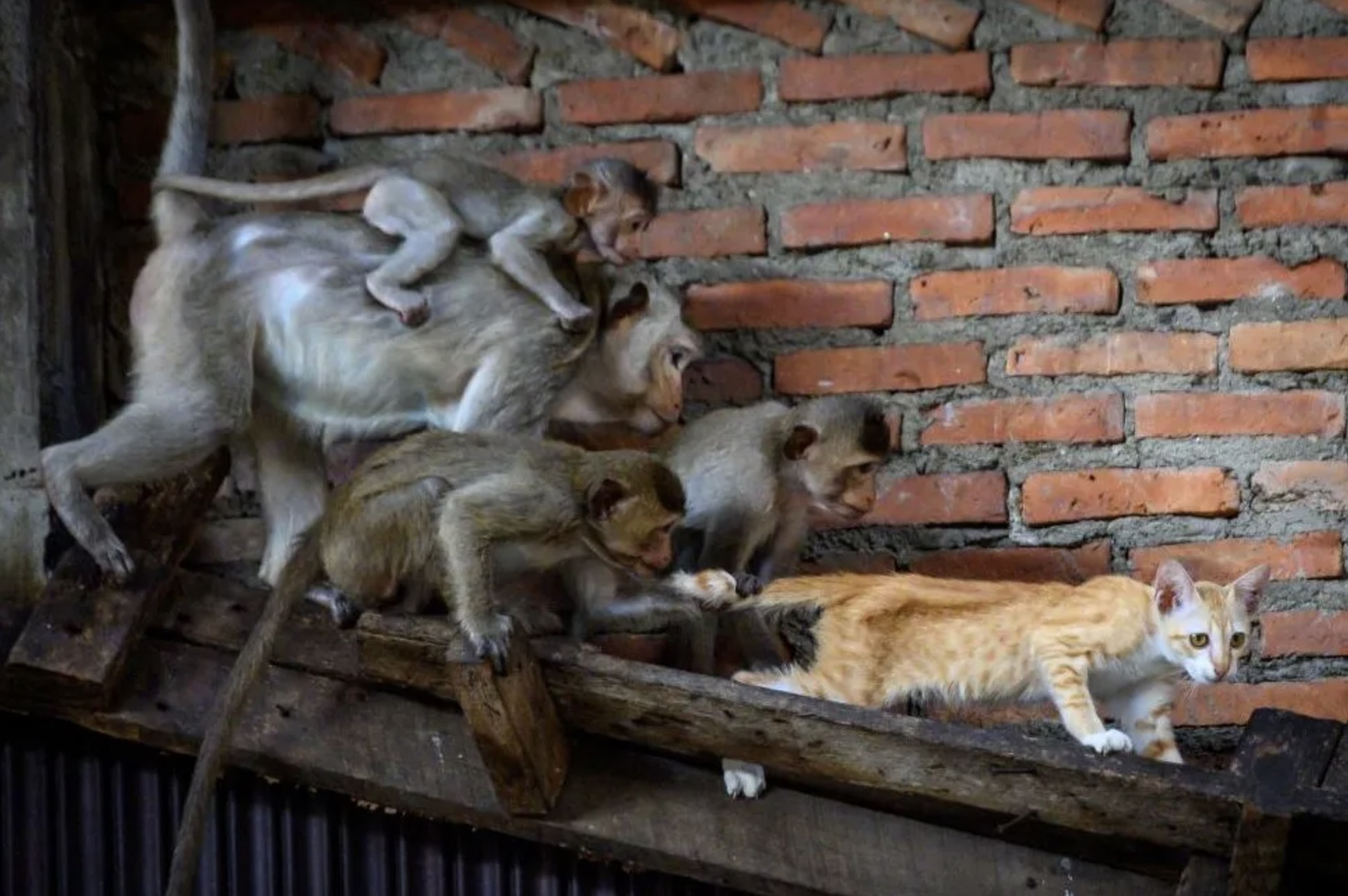 30 Pics Showing The Unstoppable Monkeyfication of Our Cities 